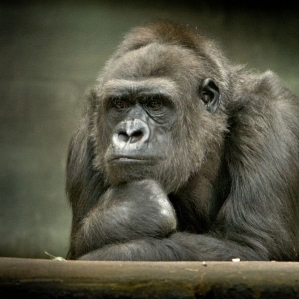 ГерпесГеморрояМозга