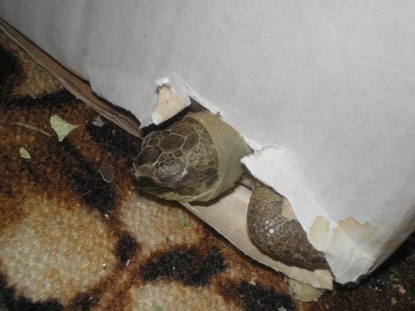 фкусно срать