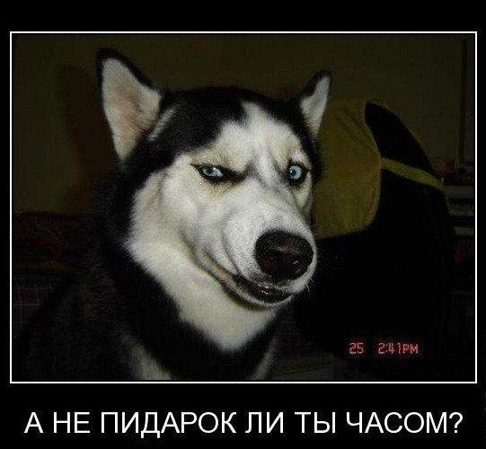 Чилуавек с ПСТ