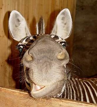 ослег-мутант