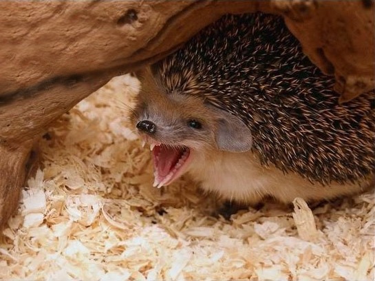 КалючейЙожег