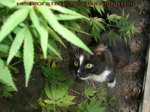 ояебубабуягу