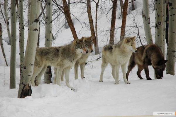 kinopoisk.ru-Frozen-1198832[1]