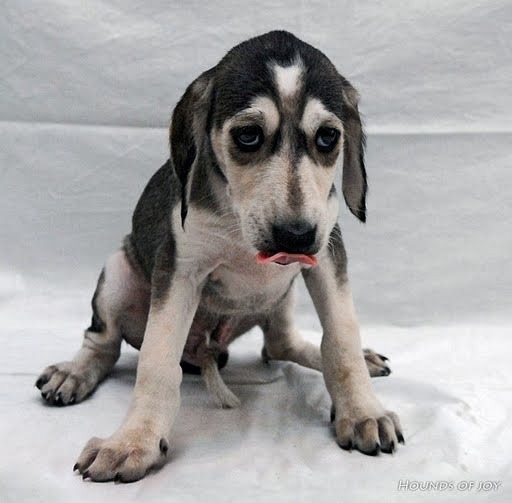 иерусалимец