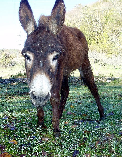 я забыл подписацца осел