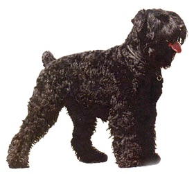 Чорный штопесдетс терьер