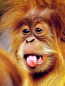 Залупохлопающее Трахоуебанище