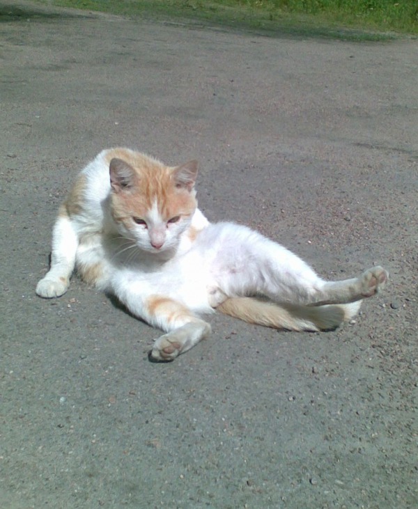 ЕвпатийКоловратий