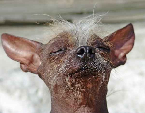 Ай Зуйка Майа