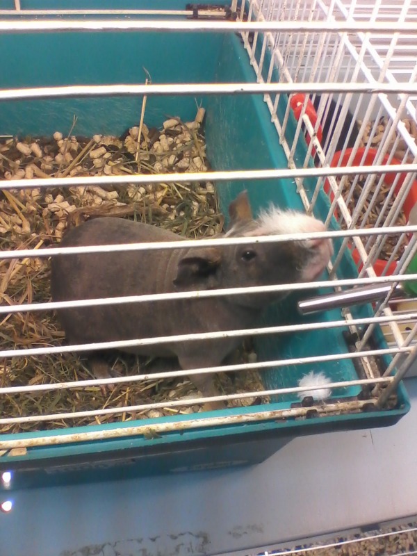 Полосатый рыб