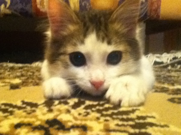 неадыкватный фтыкатель