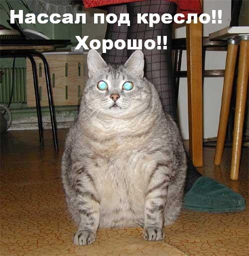 Лучистый солнцехуй