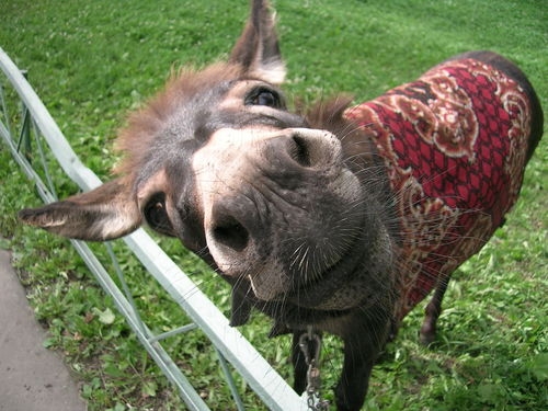 Аслы (Имя нам - Легион) группа пеара перванаха wizzla