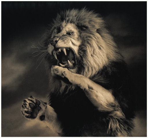 строитель домиков для свиней