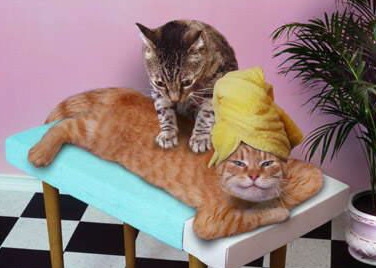 Кошака противная