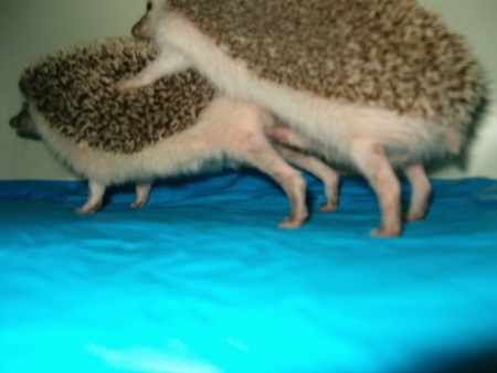 Маё имЯ-майор КВД