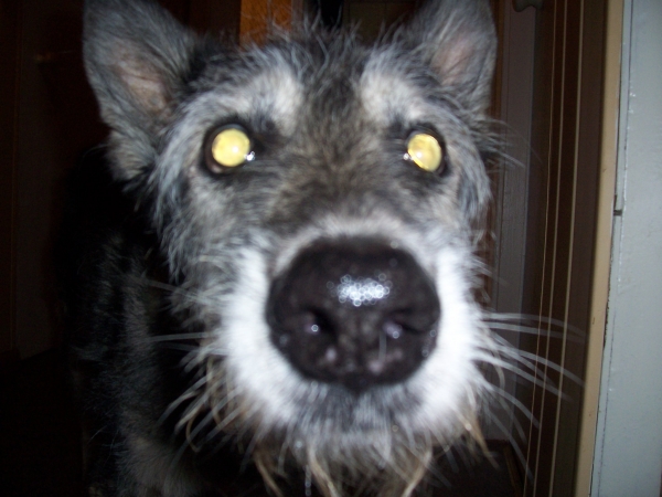 Хижываткин Сын