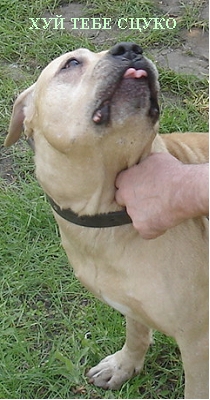 Украинетс (ну да тот самый)