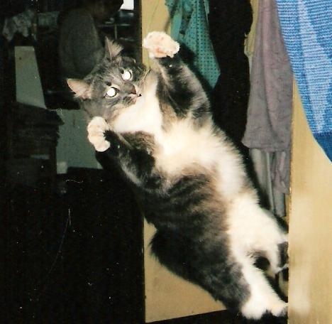 Доктор Курпатов