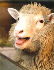 Аццкий Баран