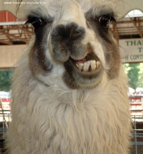 Трехгорбый Верблюд