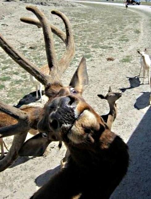 ПСихатэ-Алень