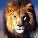 ВицлиПуцли