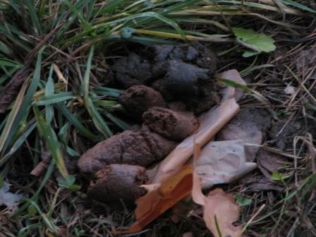 Вагоностроительный ордена Ленина и ордена Красной звезды завод имени И. Е. Егорова