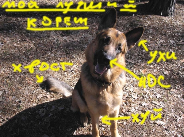 Дядя Диментий