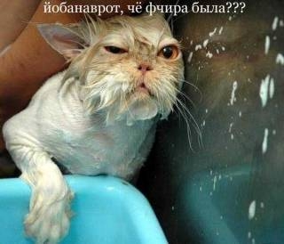 струйкин кот автоген