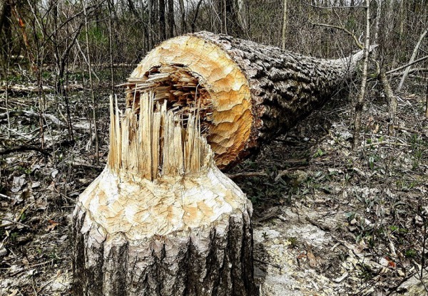 Боброфермер