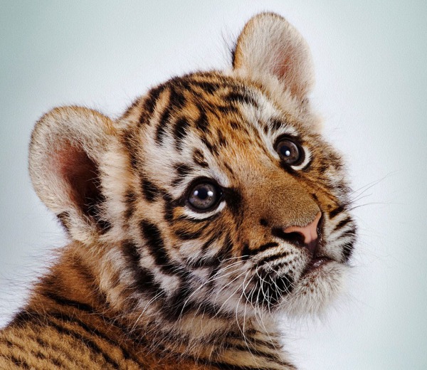 проебал талон на масло