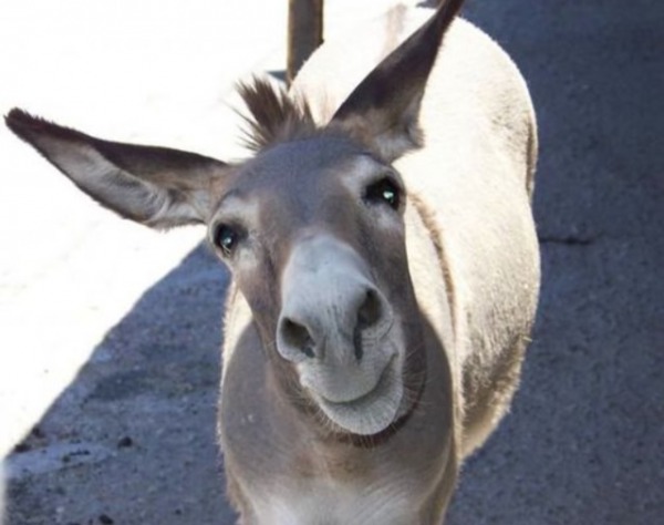 я забыл подписацца, аcёл