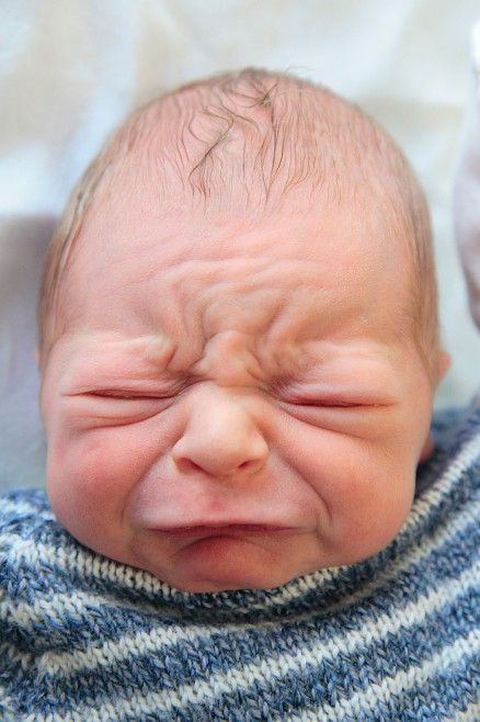 Учёный-скотоложец