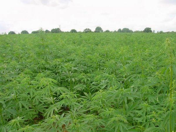 Шумбутянин