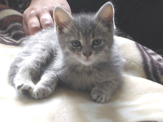 Упырь Лихой