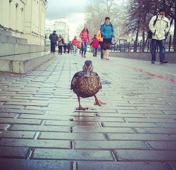 Илья Николаич