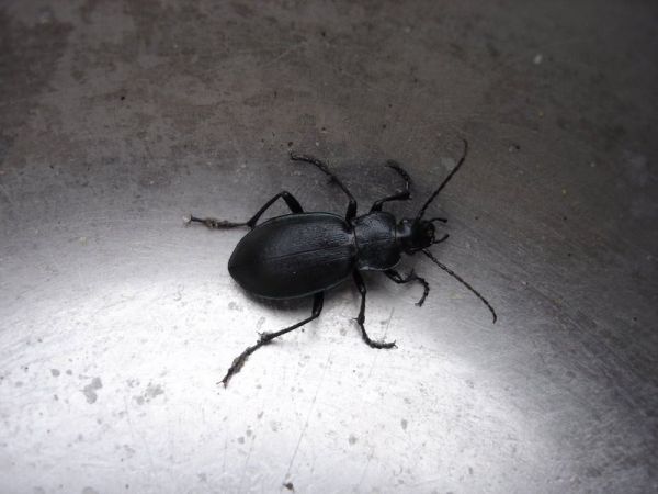 Жук-Барсеточник