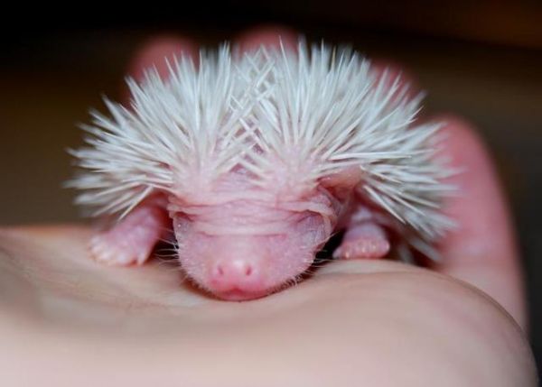 АмбицЫозный Мускульный Йож