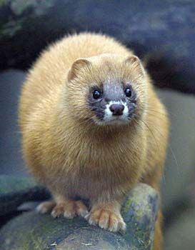 Мелкий пушной зверек Йоптыть