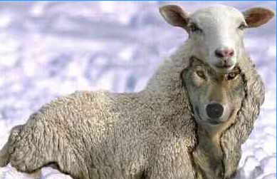 Волк в авечьей шкуре