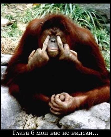 Щитинестый Кайфаломщег