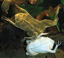 суринамскайа пипа