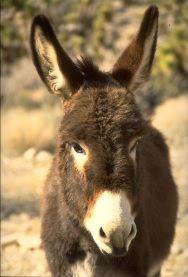 Асел(отныне зарегеный))