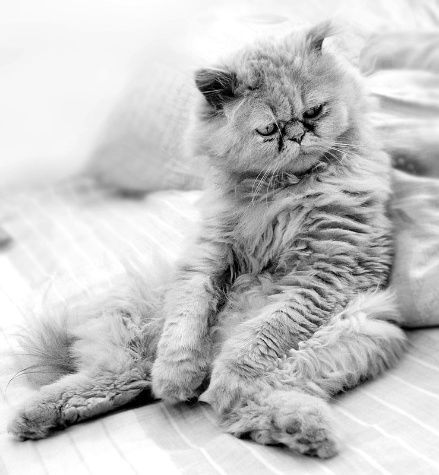 Скользкий тип