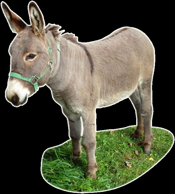 Маленький ОслиГ